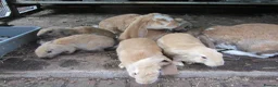 English Lop rabbits for sale: ENGLISH LOP (PURE BRED) - Advert 4