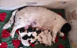 Mixed Breed dogs for sale: Gorgeous pups 🤩 ( cocker Bassett x Shichon ) - Image 1