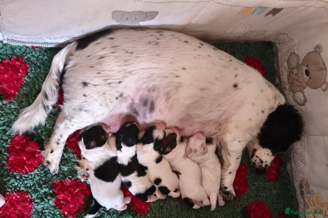 Mixed Breed dogs for sale: Gorgeous pups 🤩 ( cocker Bassett x Shichon ) - Image 1