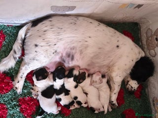 Mixed Breed dogs - Advert 14