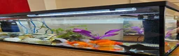 Goldfish fish for sale: 4 Happy Goldfish & Complete Setup in Fleet - Advert 8