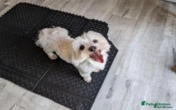 Maltipoo dogs for sale: MALTIPOO. Korean Maltese x Toy poodle.  4 boys - Image 3