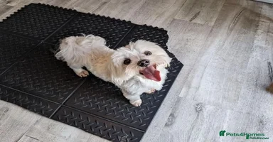 Maltipoo dogs - Advert 1