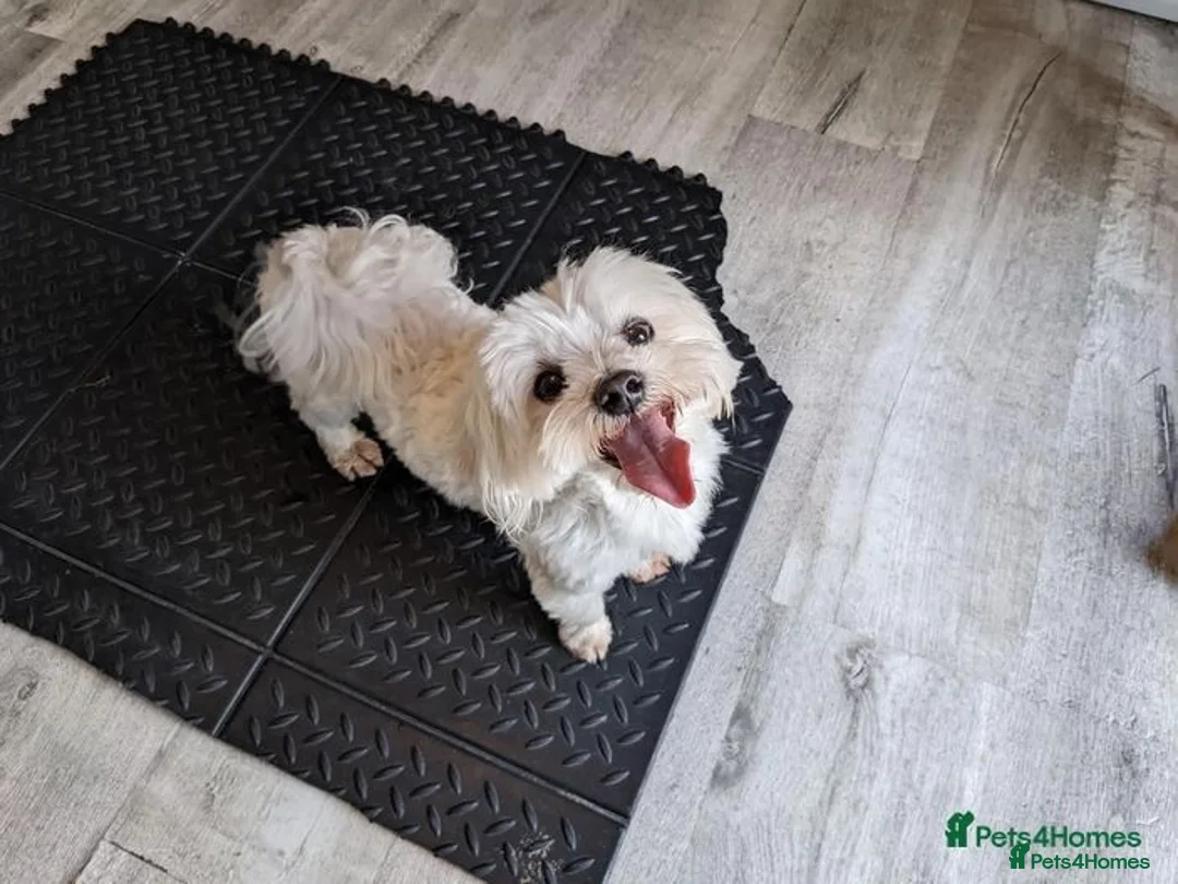 Maltipoo dogs for sale: MALTIPOO. Korean Maltese x Toy poodle.  4 boys - Image 3