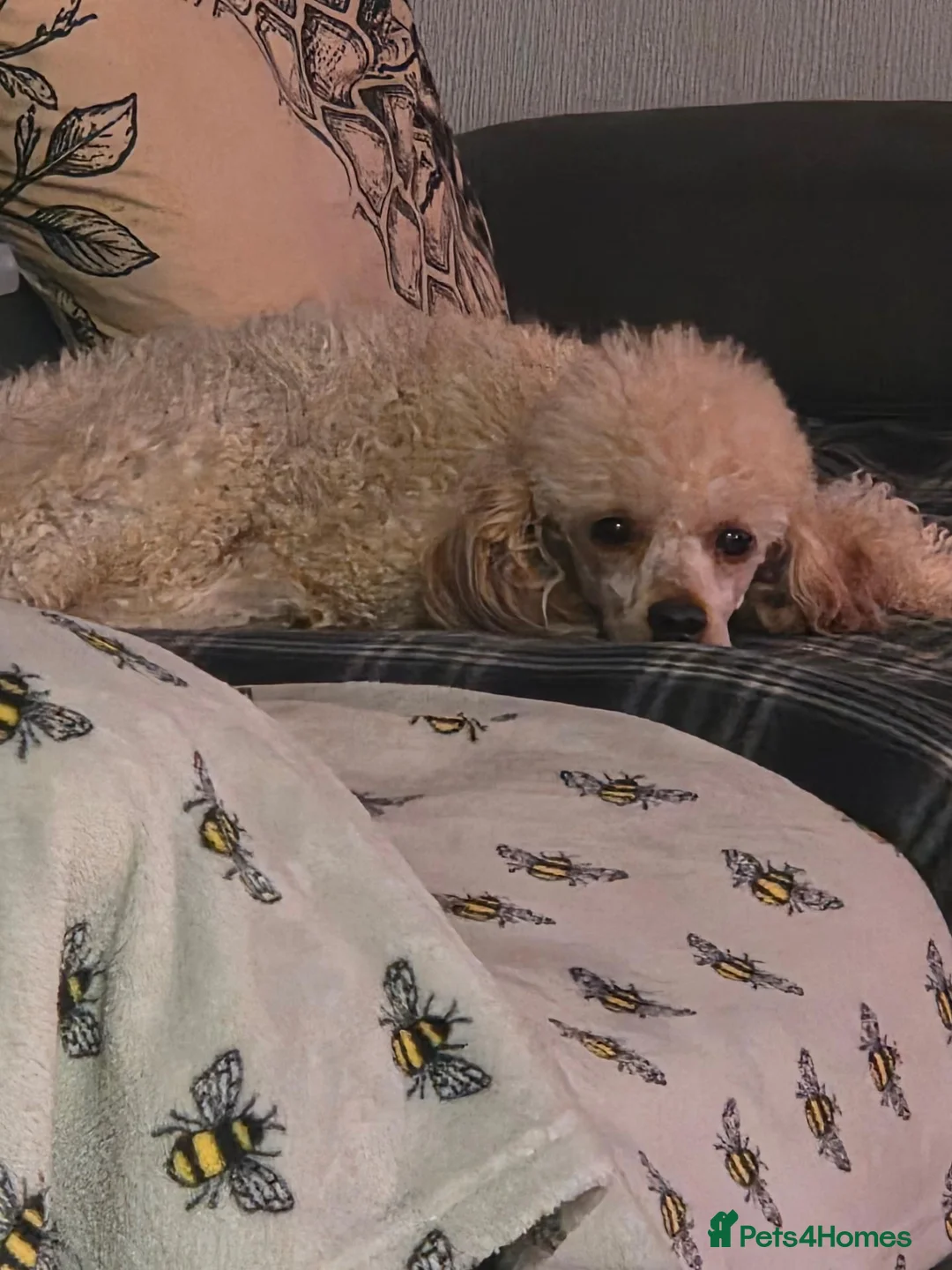 Toy Poodle dogs for sale: READY NOW  beautiful girls  - Advert 2