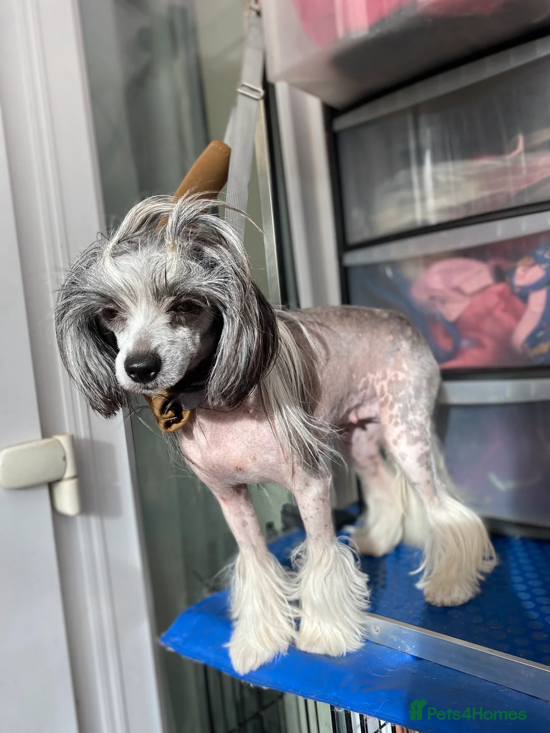 Chinese Crested dogs for sale: 💖Hairless Chinese crested 💖 - Advert 3