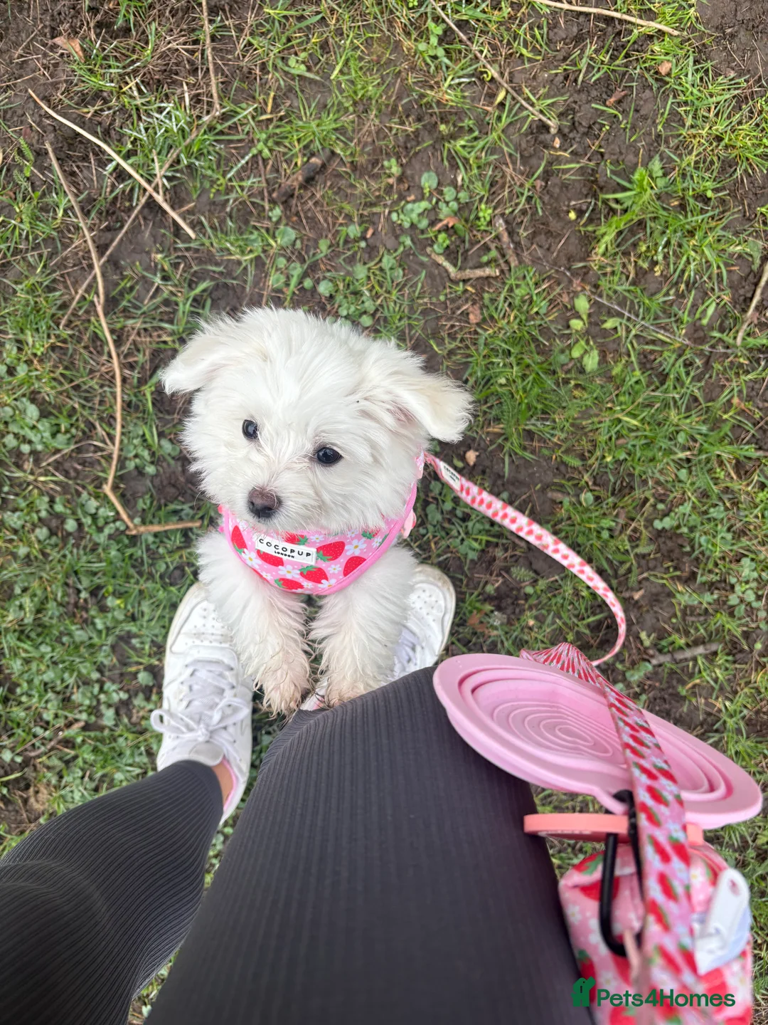 Bichon Frise dogs for sale: Bichon frise puppy - Advert 2