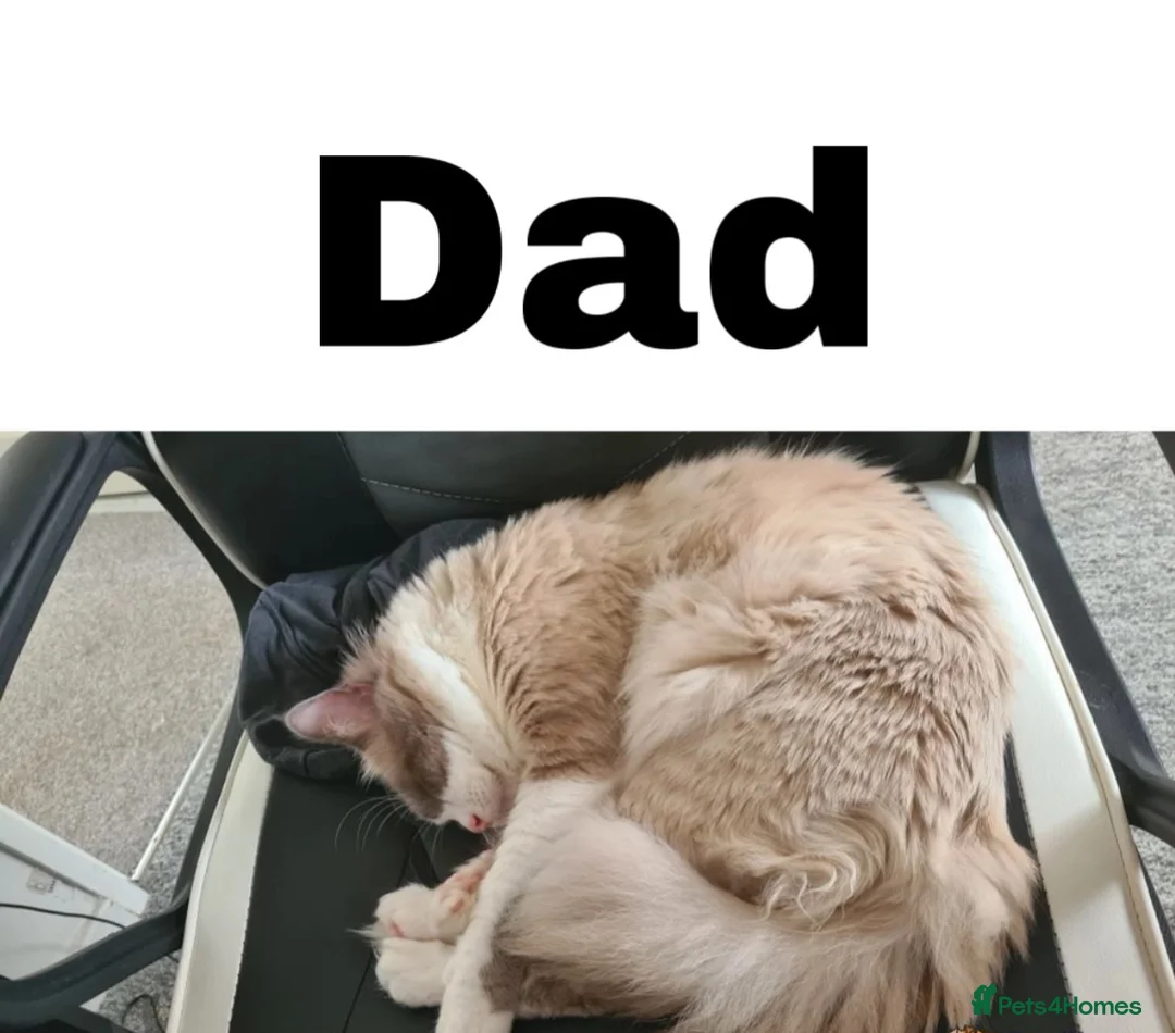 Ragdoll cats for stud: Bicolour Ragdoll Male for Stud in Mansfield - Advert 8