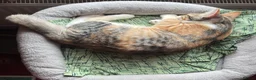 Domestic Shorthair cats for sale: 5 Beautiful Kittens - Advert 6