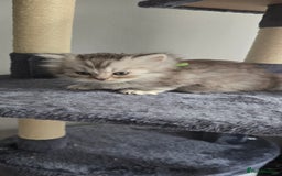 Persian cats for sale: Persian Kittens for Sale – Fluffy Bundles of Joy - Image 6