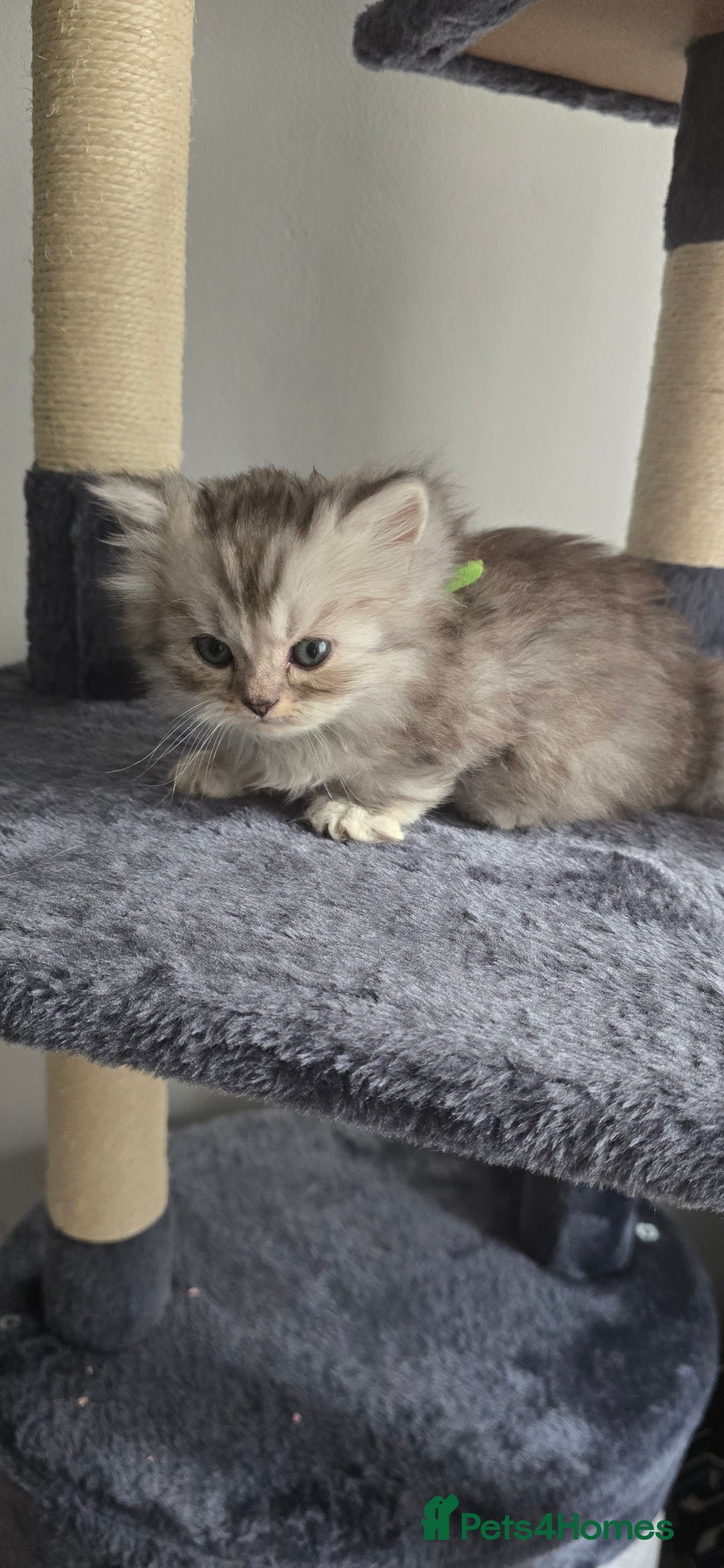 Persian cats for sale: Persian Kittens for Sale – Fluffy Bundles of Joy - Image 6