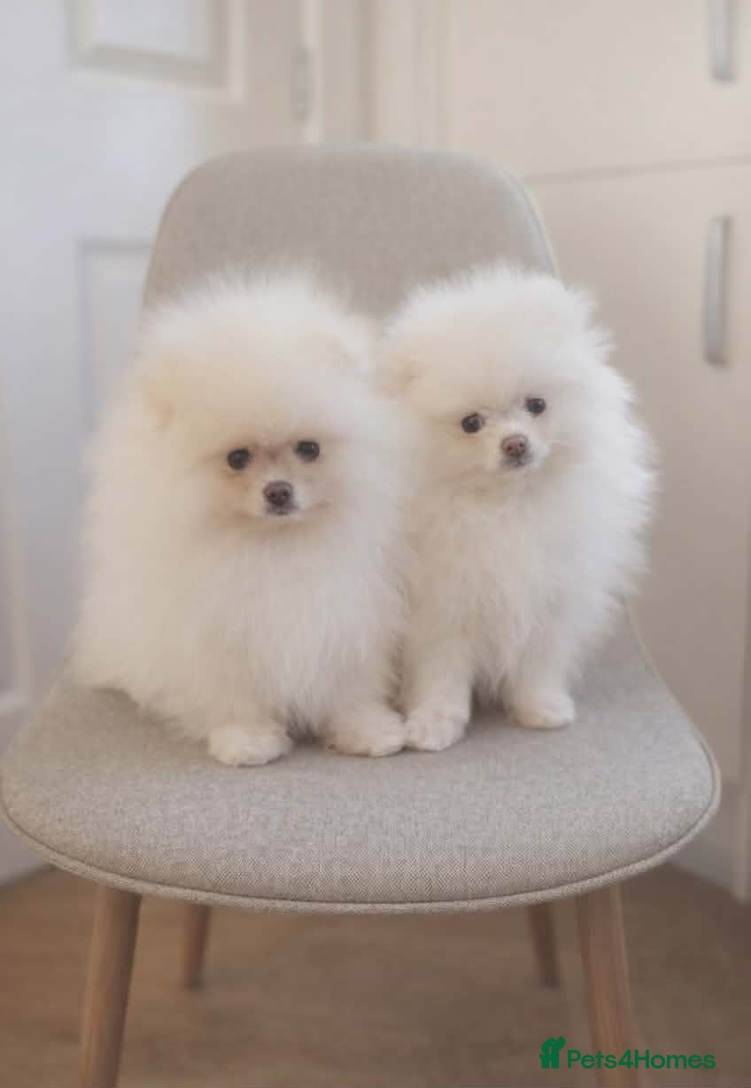 Pomeranian dogs Stunning KC Pomeranian puppies ✨ - Advert 1