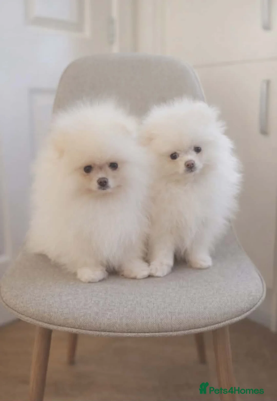 Pomeranian dogs for sale: Stunning KC Pomeranian puppies ✨ - Advert 1
