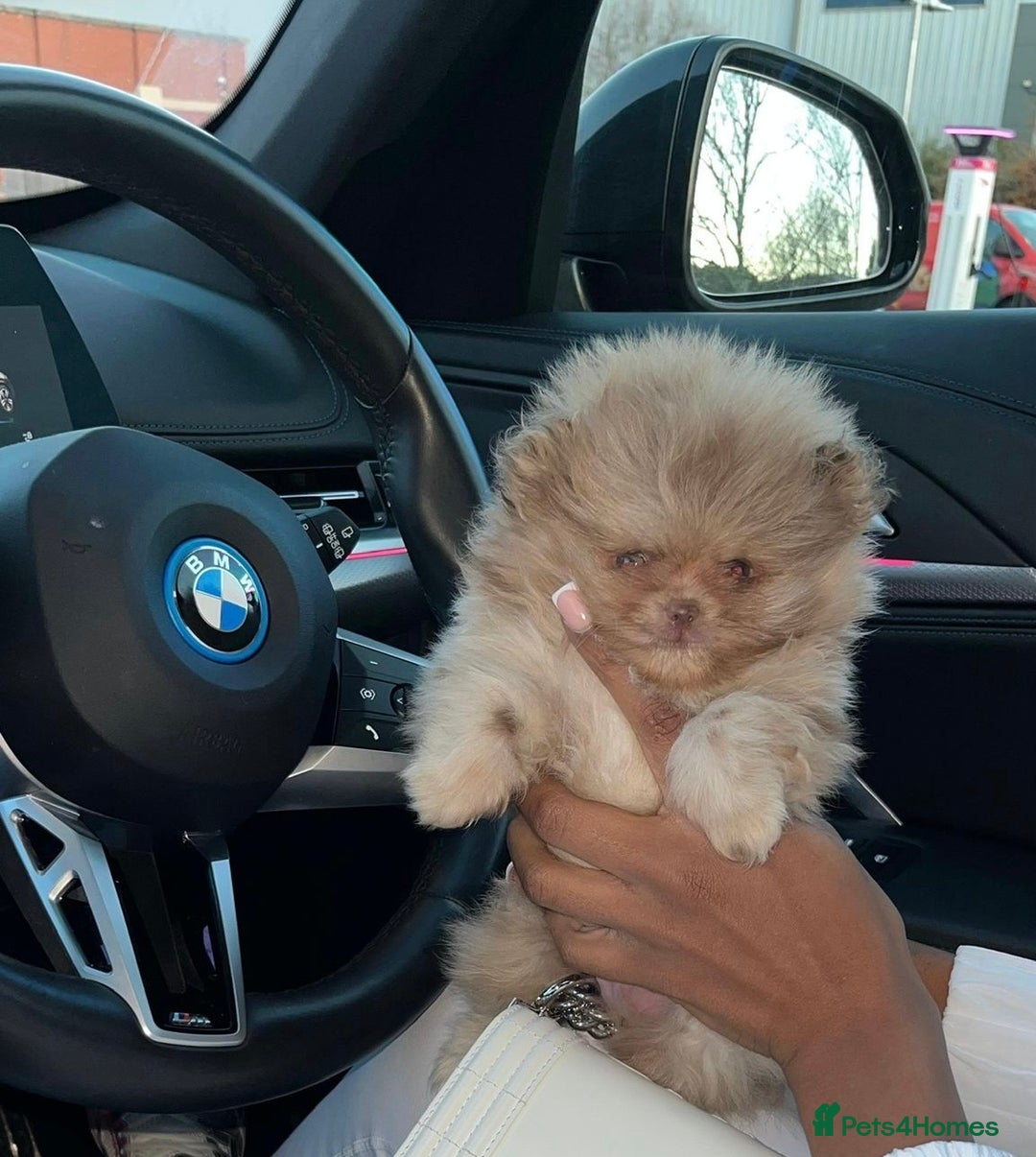 Pomeranian dogs for sale: Beautiful Merle Pomeranian - Advert 2