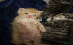 Domestic Shorthair cats for sale: Domestic Shorthair - Image 4