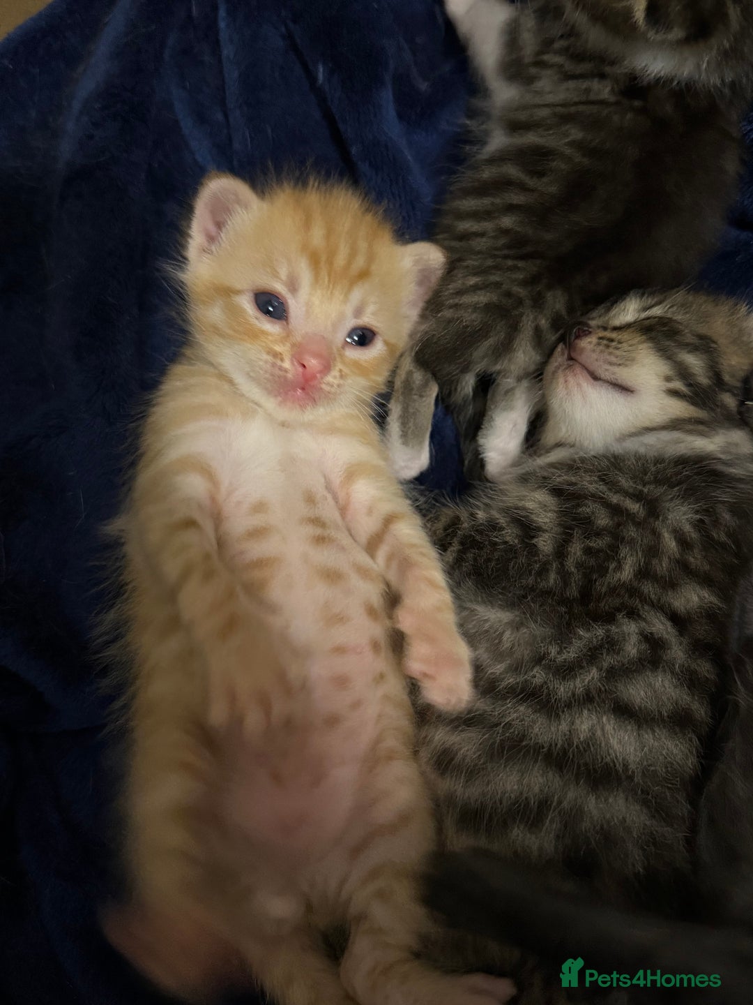 Domestic Shorthair cats for sale: Domestic Shorthair - Image 4