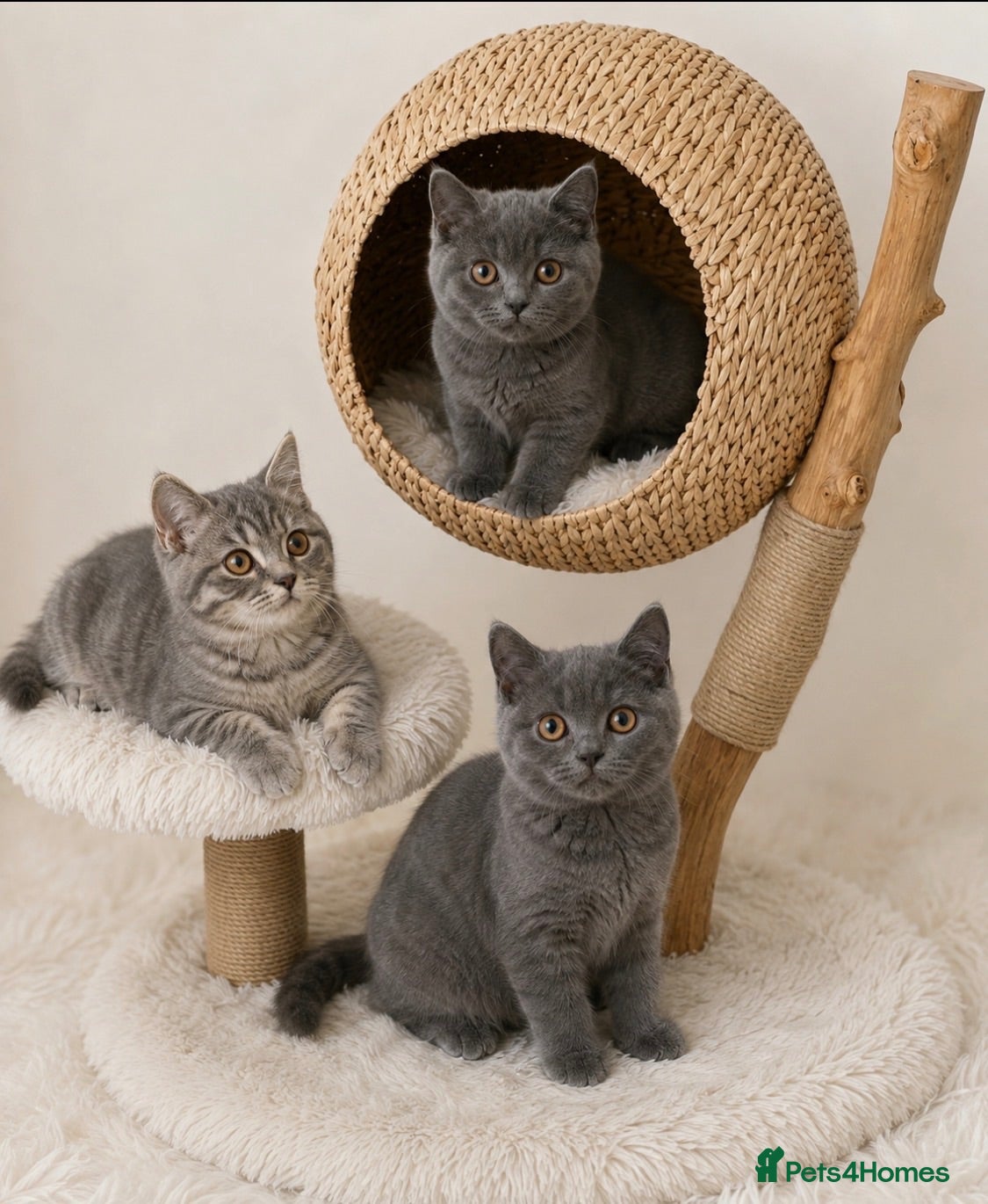 British Shorthair cats 🏆CHAMPION BLOODLINE 🏆 British shorthair  - Advert 2