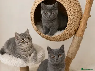 British Shorthair cats 🏆CHAMPION BLOODLINE 🏆 British shorthair - Advert 2