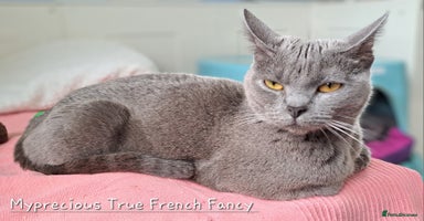 Chartreux cats - Advert 10