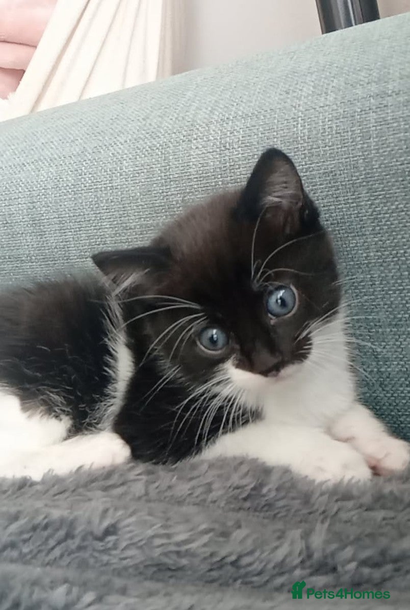 Mixed Breed cats Kitten's  - Advert 6