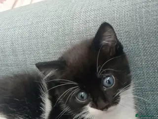 Mixed Breed cats Kitten's - Advert 3