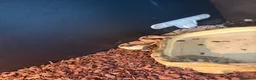 Python Snake reptiles for sale: Royal python  in Felixstowe - Advert 1