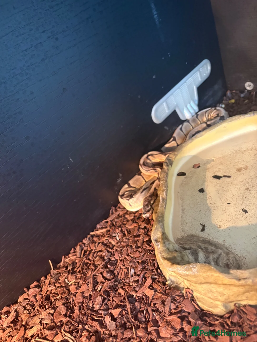 Python Snake reptiles for sale: Royal python  in Felixstowe - Advert 1