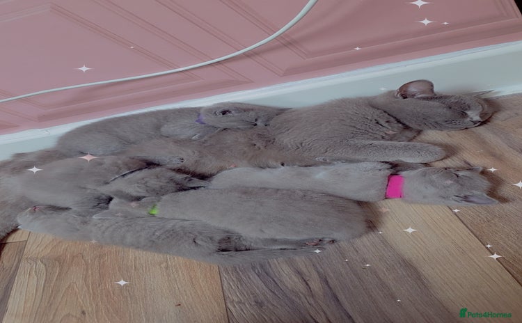 British Shorthair cats - Advert 16