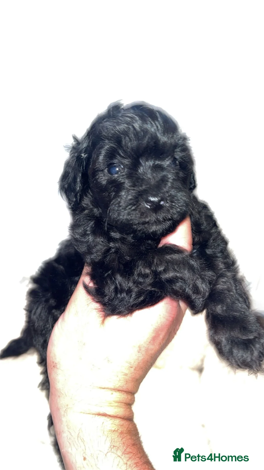 Toy Poodle dogs for sale: Toy poodles for sale - Advert 1
