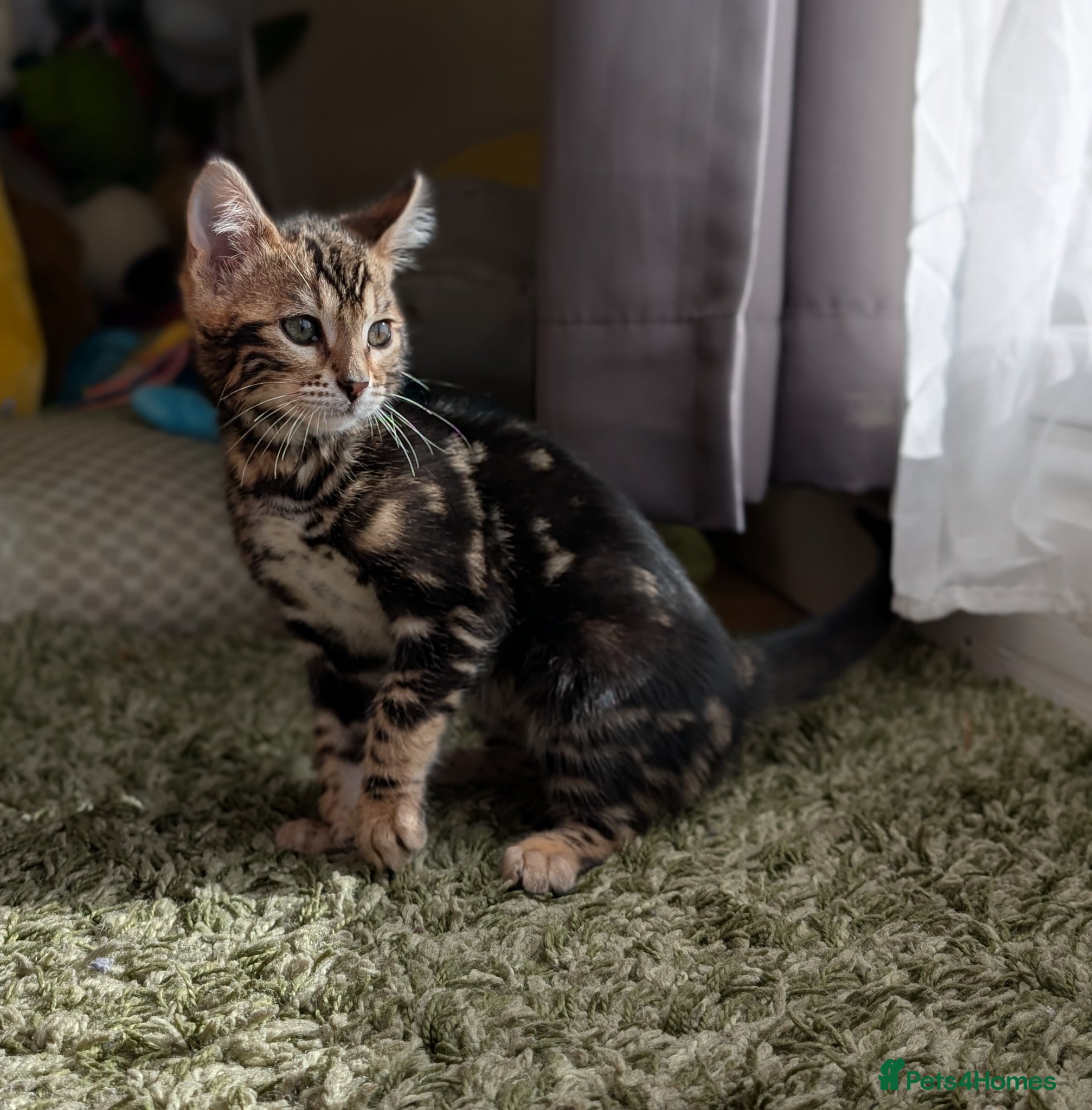 Bengal cats Health Tested TICA Bengal | Glitter | Ready Now - Advert 1
