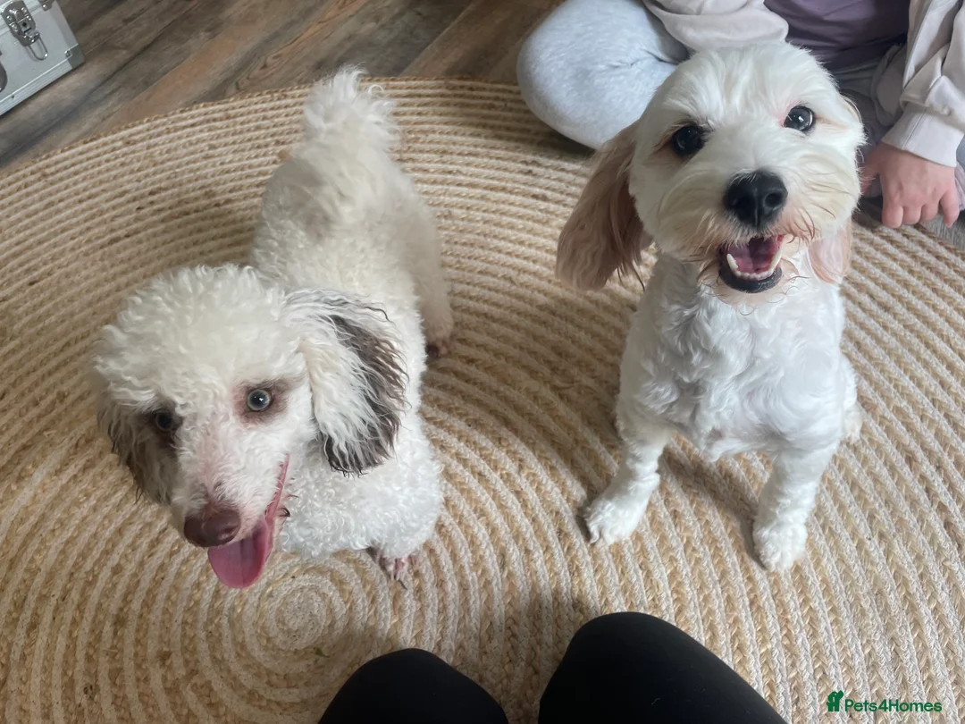 Toy Poodle dogs for stud: Stunning playful Parti Toy Poodle at Stud in Cannock - Advert 8