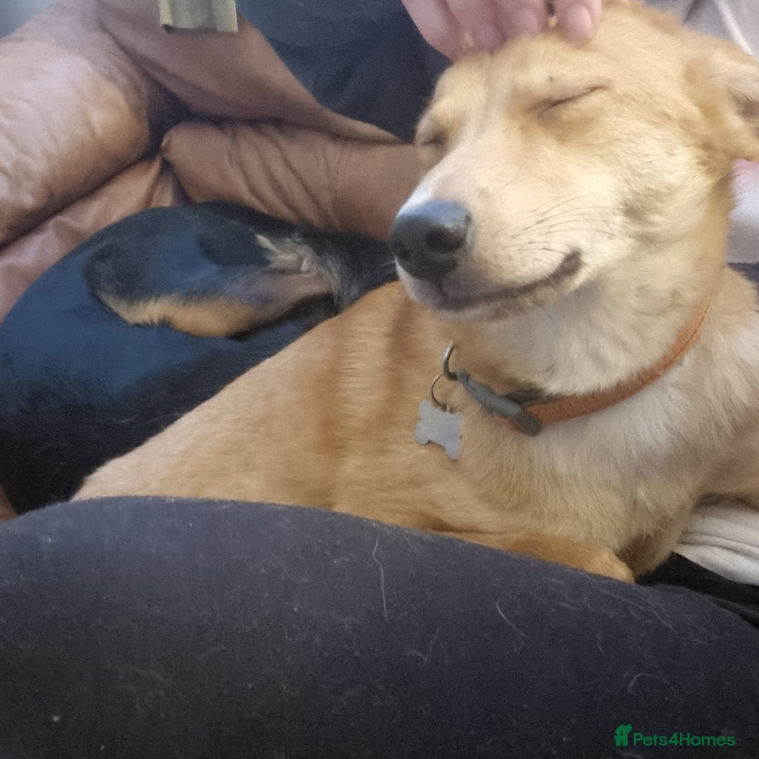 Mixed Breed dogs for adoption: 💖🐶 LESSY 🐶💖 - Image 8