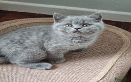 British Shorthair cats for sale: British Shorthairs.  - Image 3