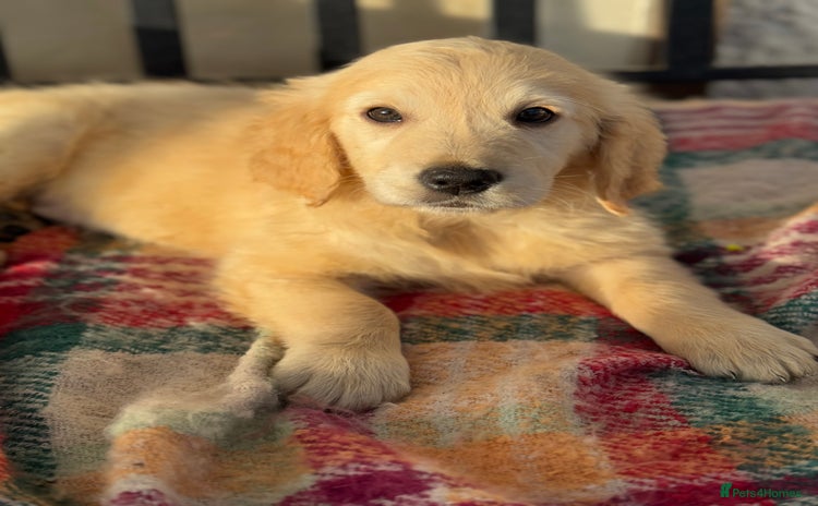 Golden Retriever dogs KC health checked outstanding temperaments  - Advert 7