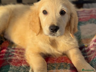 Golden Retriever dogs KC health checked outstanding temperaments - Advert 3