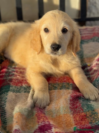 Golden Retriever dogs KC health checked outstanding temperaments - Advert 7