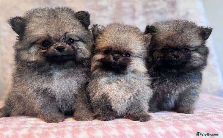 Pomeranian dogs - Advert 1