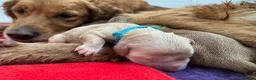 Golden Retriever dogs for sale: KC Registered Dark Red Golden Retriever Puppies - Advert 11