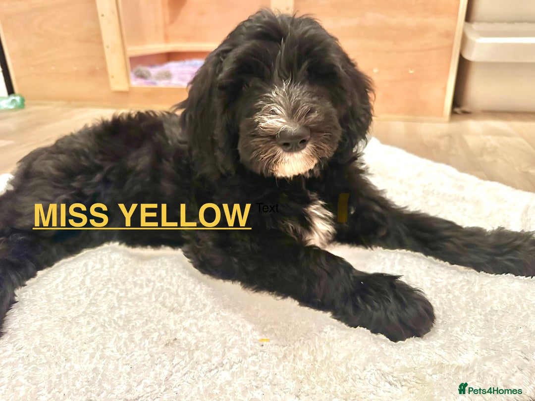 Sheepadoodle dogs for sale: Tuxedo Sheepadoodle puppies  - Advert 8