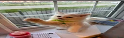 Persian cats for sale: BOY LEFT  - Advert 7