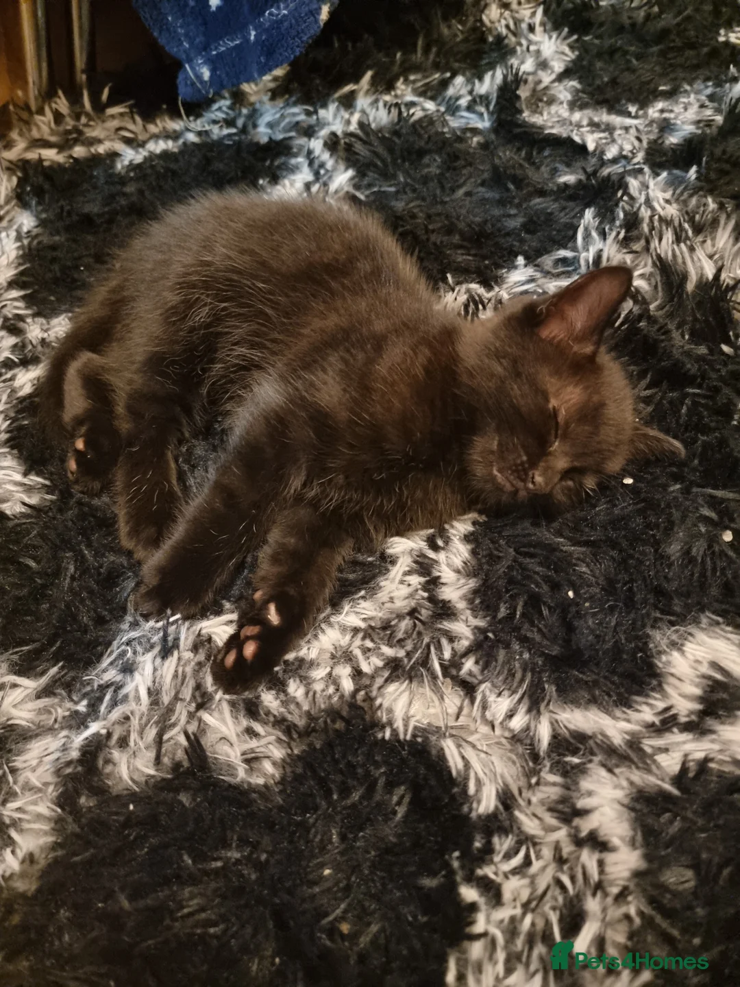 Persian cats for sale: One beautiful persian kitten for sale - Advert 2