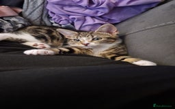 Bengal cats for sale: Female kitten - Image 2