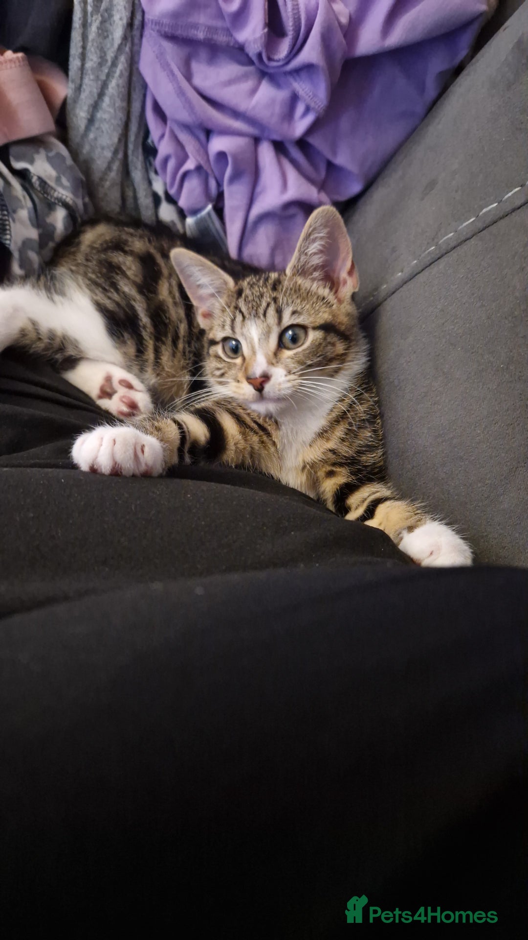 Bengal cats for sale: Female kitten - Image 2