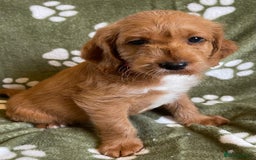 Labradoodle dogs for sale: Stunning deep red F1 labradoodles - Image 11