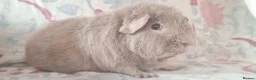 Guinea Pig rodents for sale: MEADOW SIDE CAVIES BABY GUINEA PIGS HEREFORDSHIRE  - Advert 6