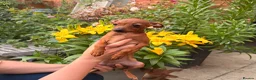 Russian Toy Terrier dogs for sale: KC Russian Toy Terrier - Advert 5