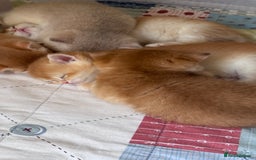 British Shorthair cats for sale: GCCF BSH BY12 GOLDEN CHOCOLATE KITTENS  - Image 20