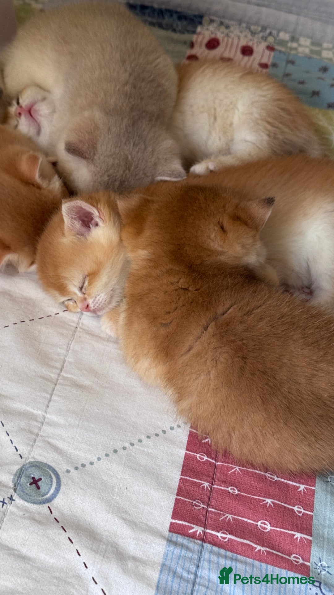 British Shorthair cats for sale: GCCF BSH BY12 GOLDEN CHOCOLATE KITTENS  - Image 20