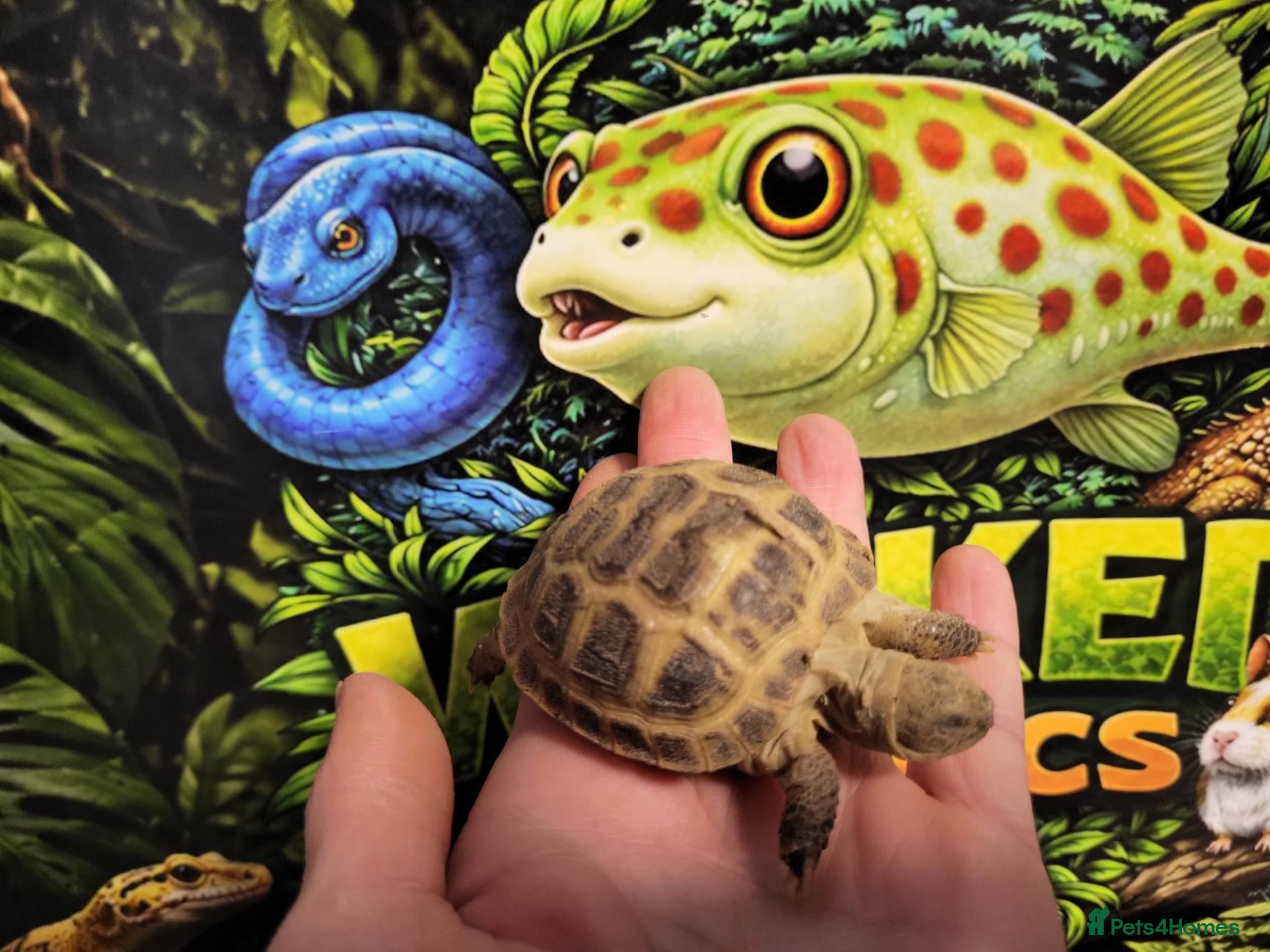 Tortoise reptiles Horsefield tortoise at Wicked Exotics  - Advert 1