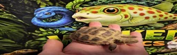Tortoise reptiles for sale: Horsefield tortoise at Wicked Exotics  - Advert 1